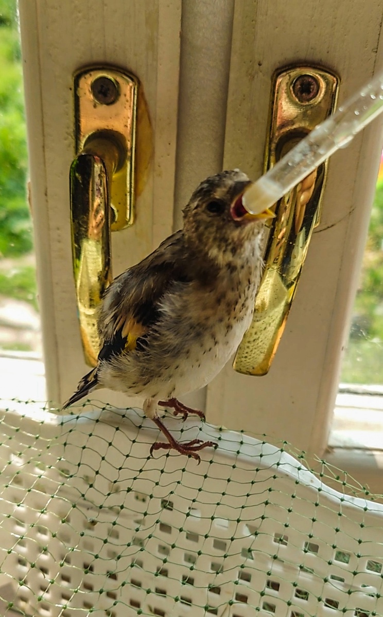 Щегол первое время ел из пипетки, а потом начал клевать из ложки 