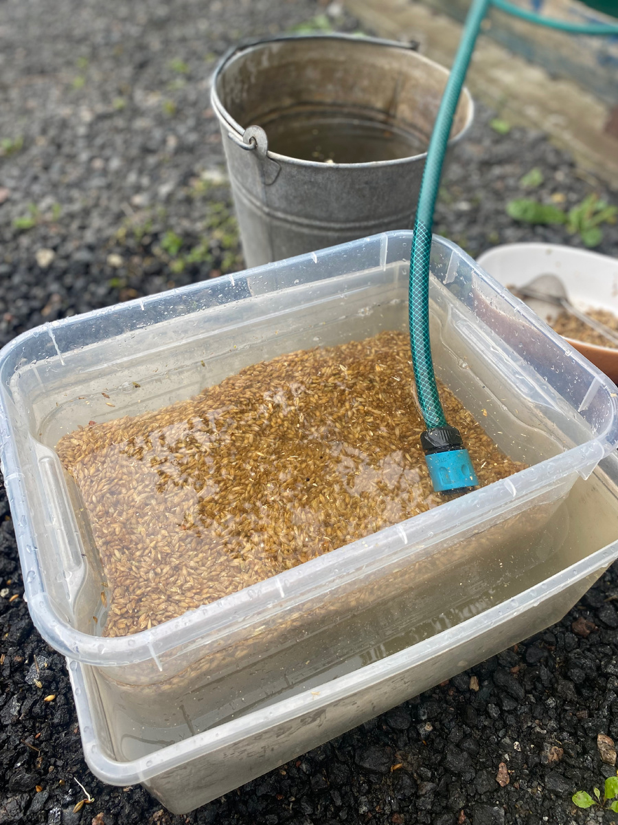 Промывание зерна