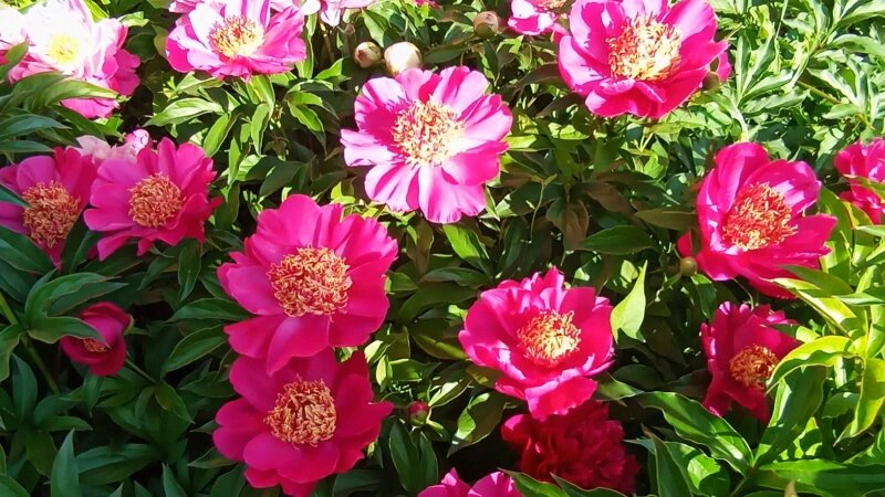     Пионы. Ирина Басова