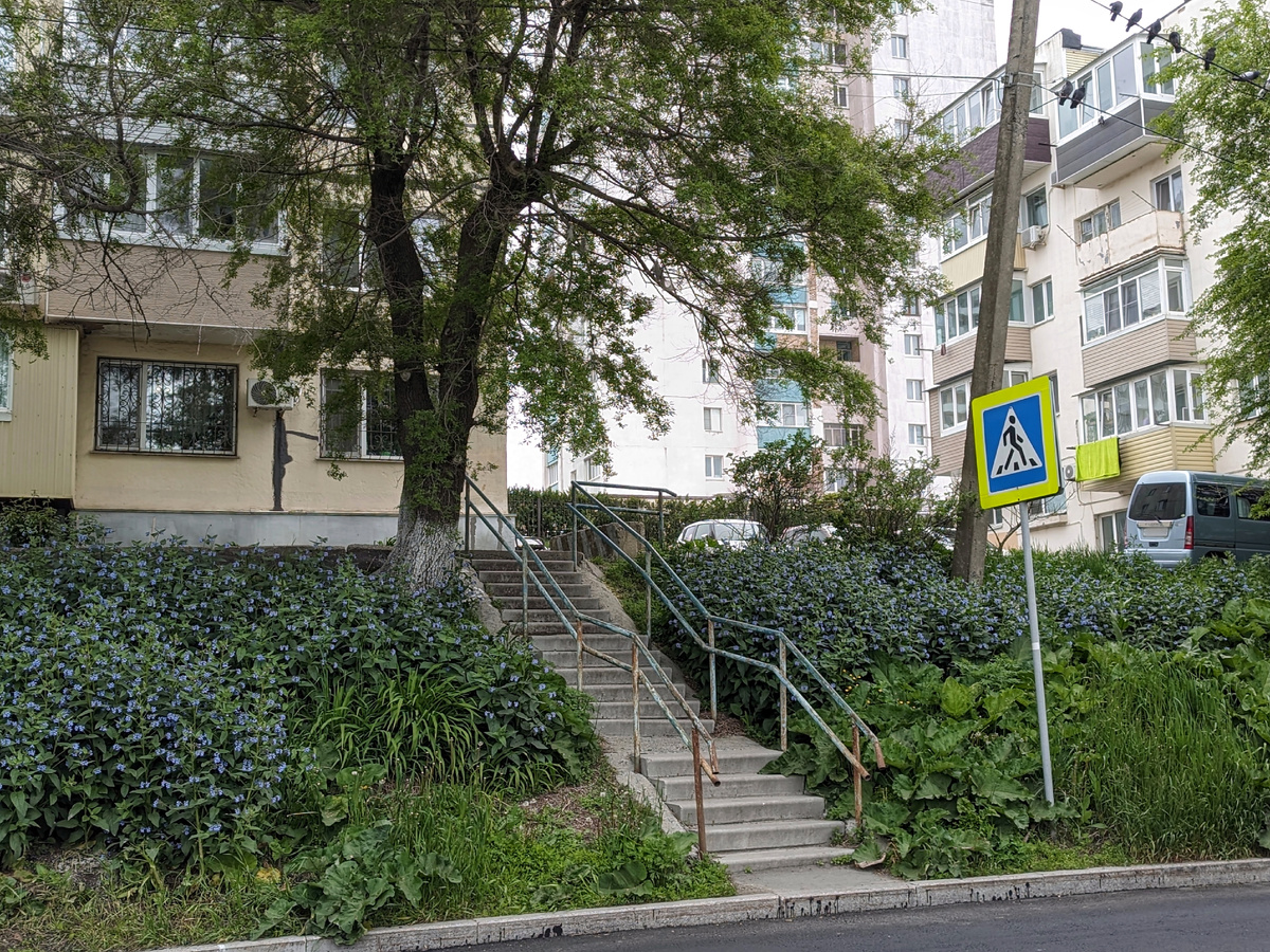 Заросли окопника в конце мая — начале июня имеют очень красивый вид. 