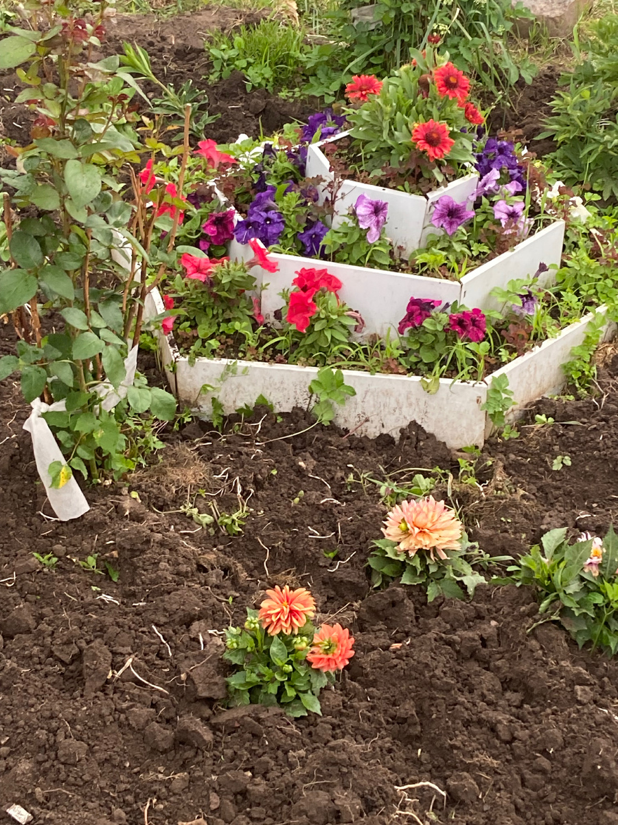 Клумба в июне.