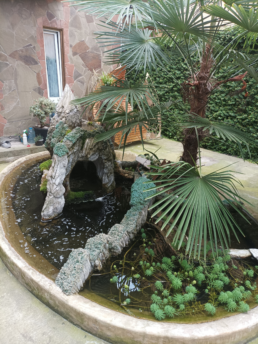  Мини пруд в моем дворе