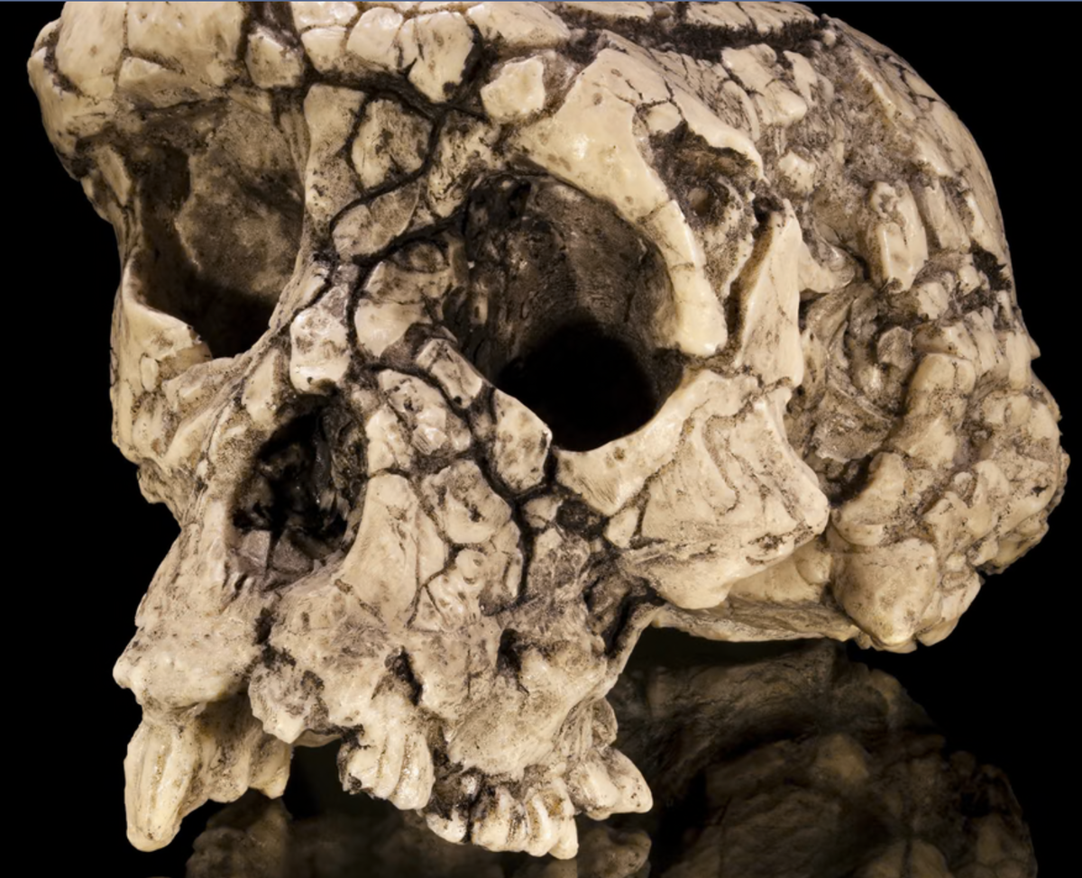 Источник: https://www.theguardian.com/science/2025/may/27/the-curse-of-toumai-ancient-skull-disputed-femur-feud-humanity-origins