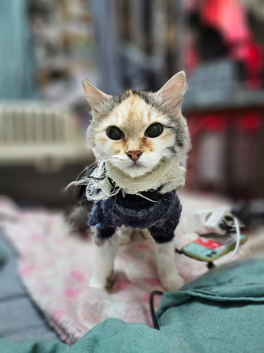 Фото автора. Наша Фасолька болеющая фип.