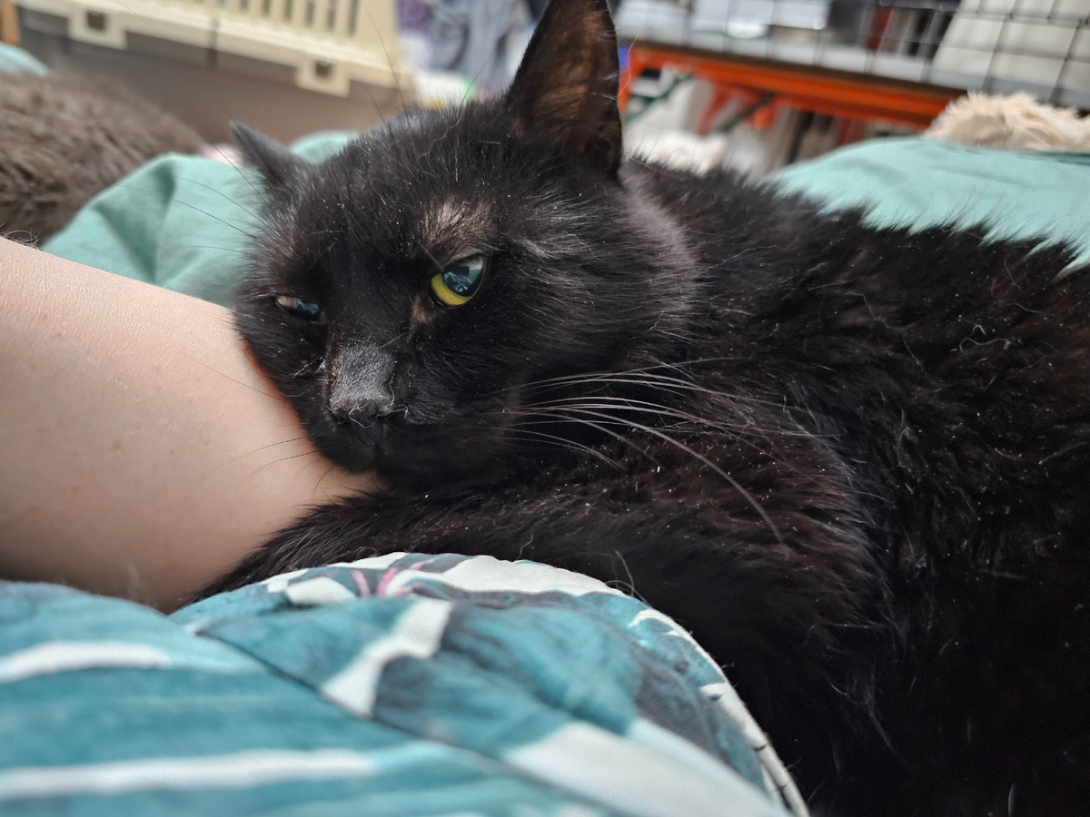 Фото автора. Русик заболевший фип.