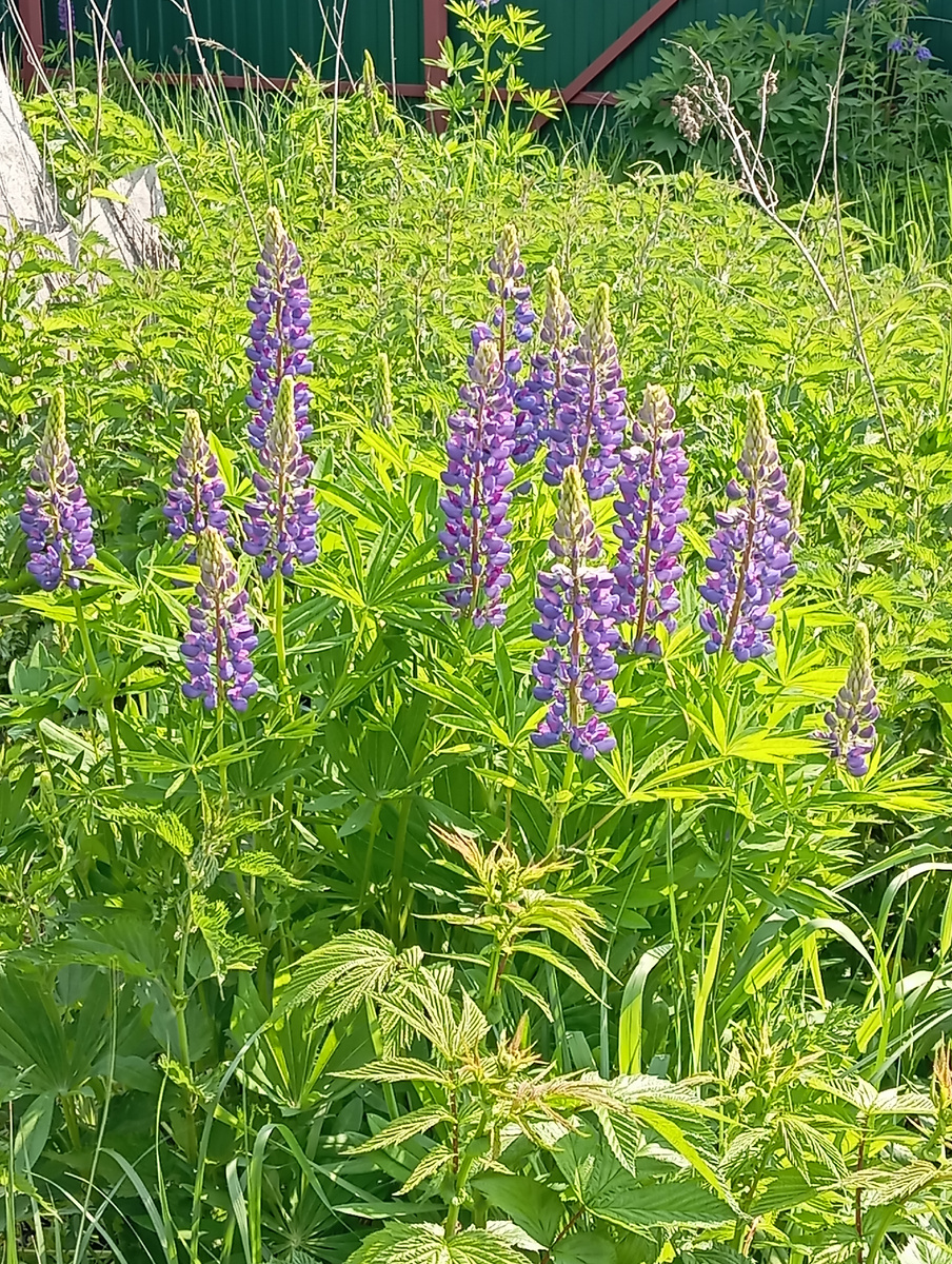 Июньские цветы на Мурзилкиной даче  Фото Мурзилки