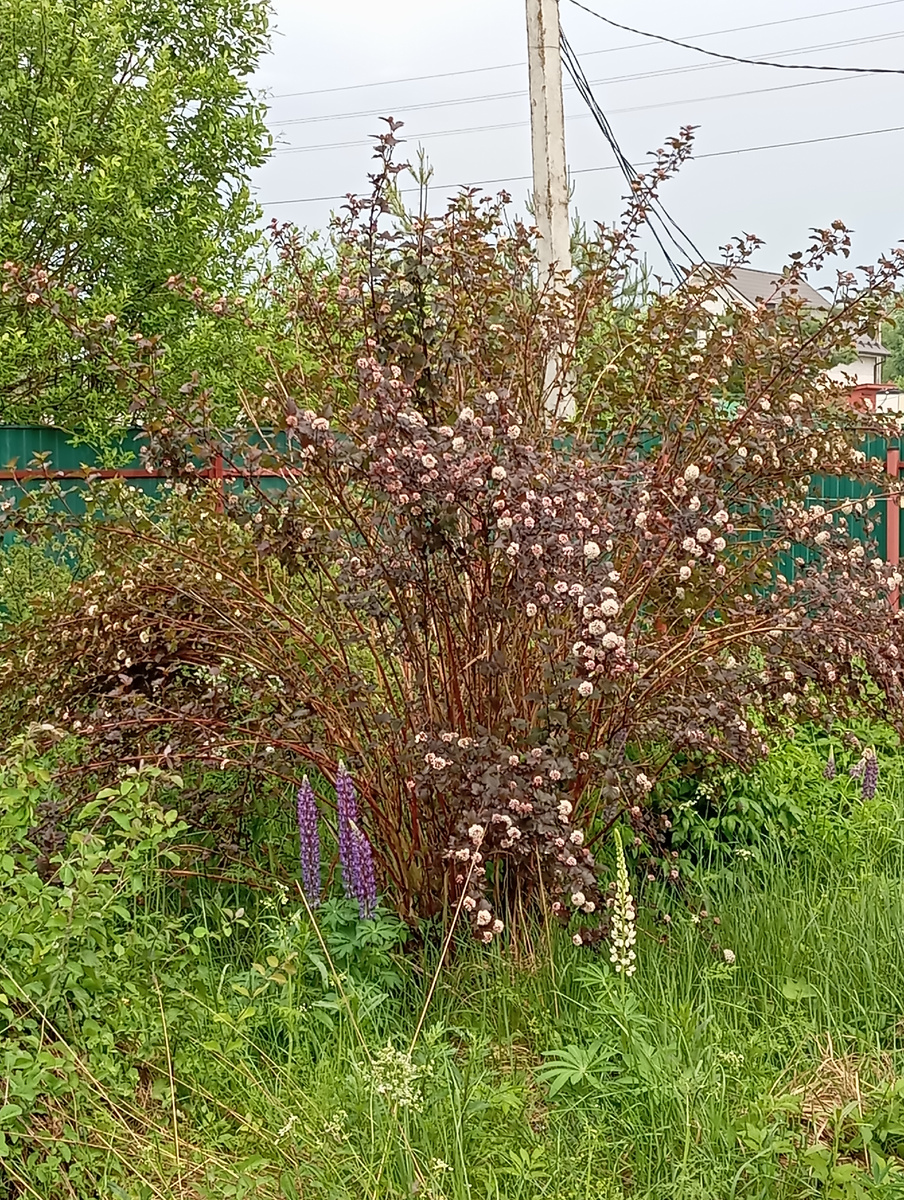 Фото Мурзилки