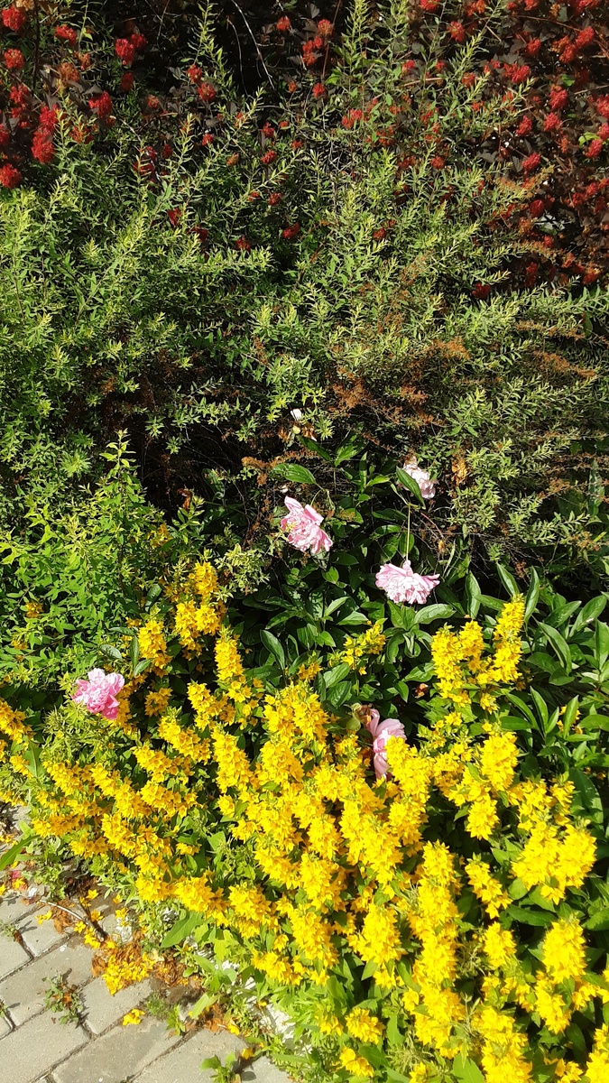 Буйство летних красок.