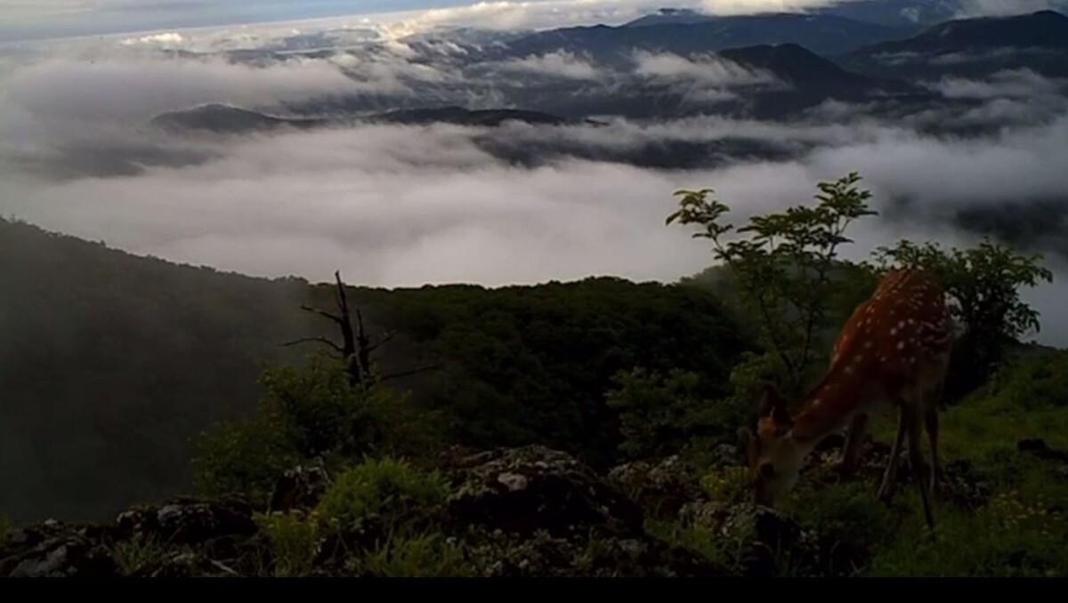     Источник: Земля леопарда