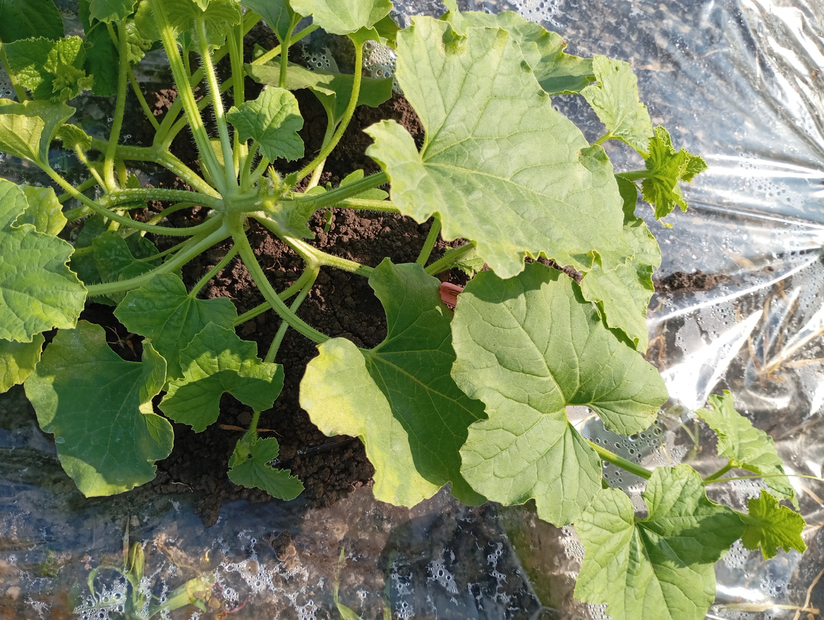 Дыня.фото автора.