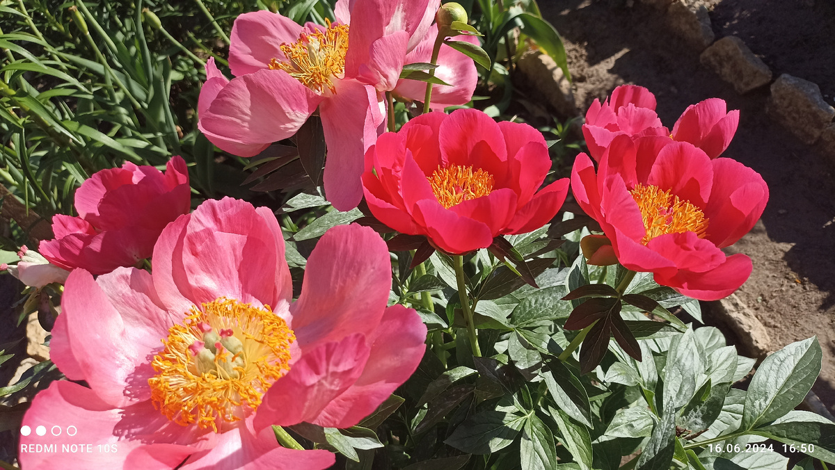 Не очаровывайтесь взаимными подписками, чтобы потом не разочаровываться. Пусть настроение ваше будет таким же ярким, солнечным, как эти мои цветы! Фото автора.