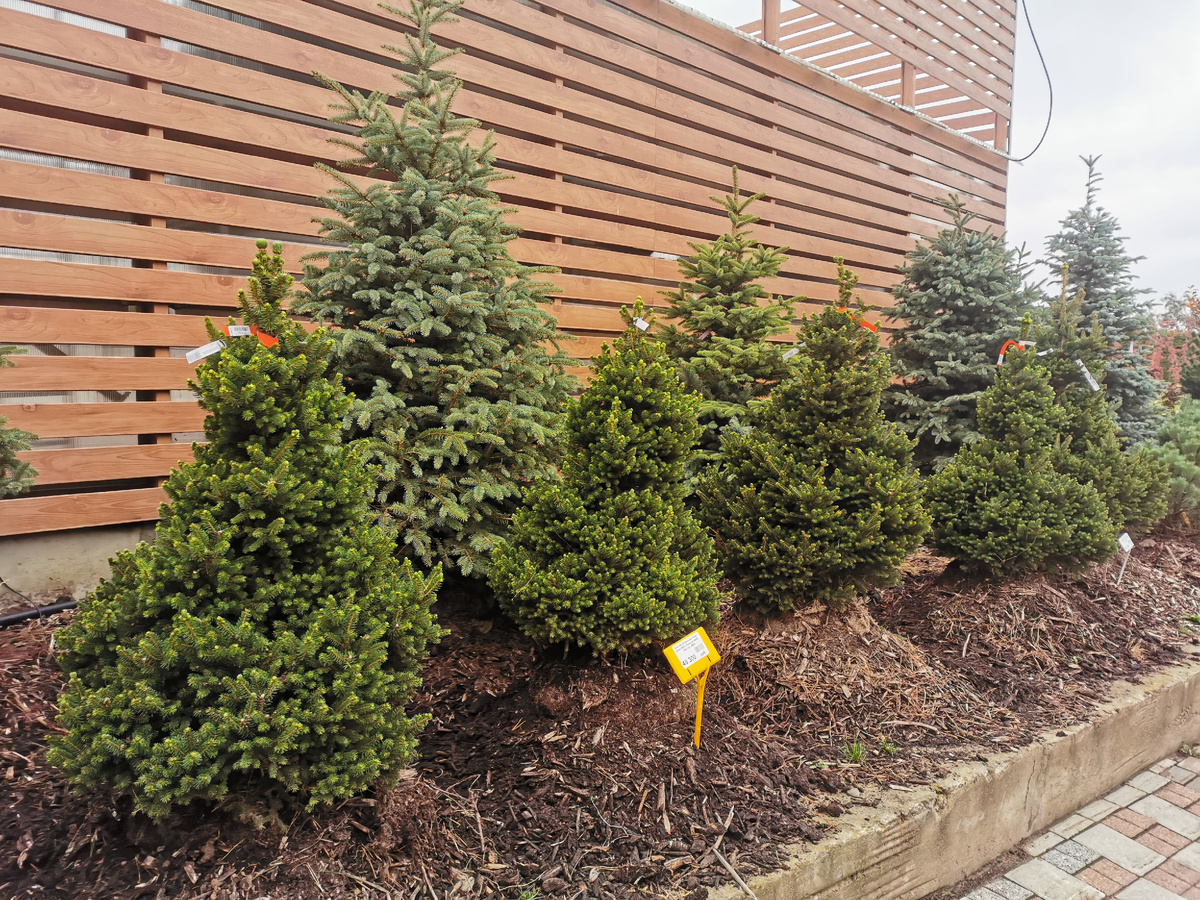 Первый ряд - ель обыкновенная Will`s Zwerg/ Питомник Вашутино, 2025 г.