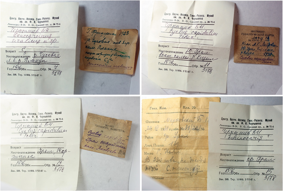 Карточки циклид из коллекции ЦНИНГР Музея