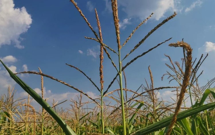    С глобальным потеплением головня кукурузы движется на север и увеличивает вредоносность