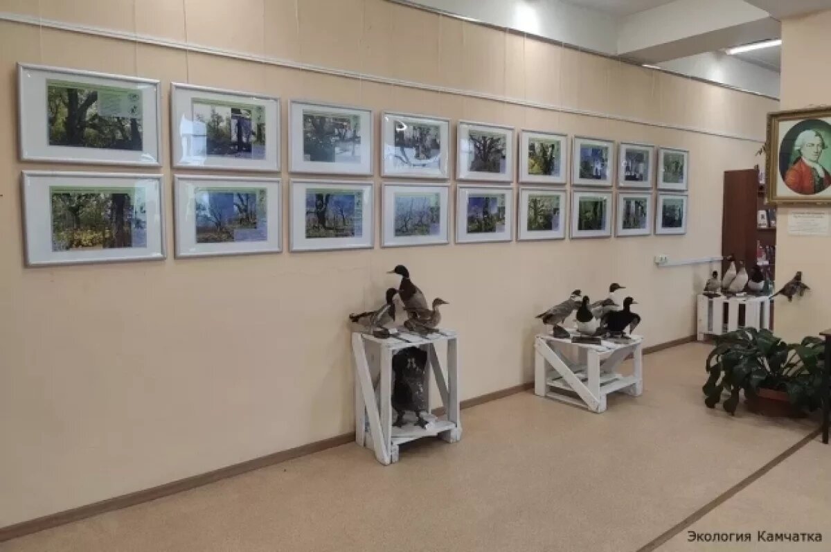    Открылась выставка «Старовозрастные деревья Камчатки»