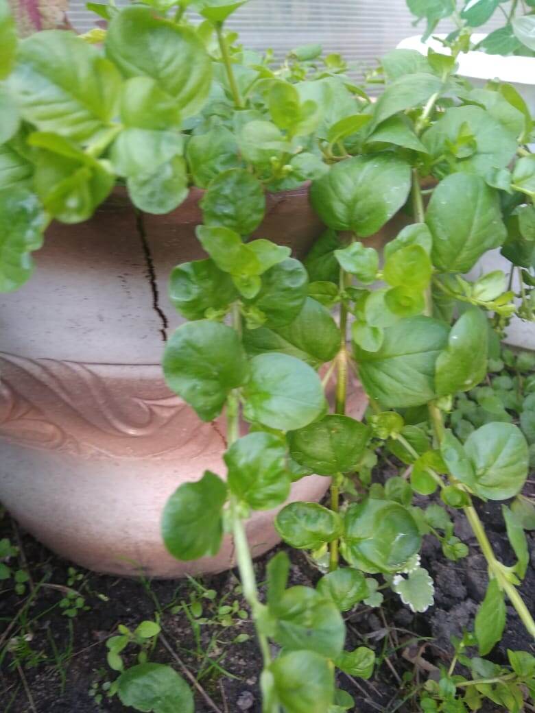 Вербейник монетчатый