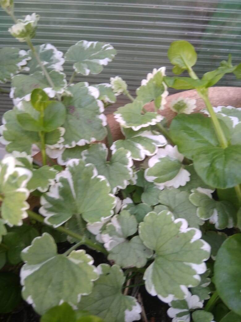 Будра вариегата