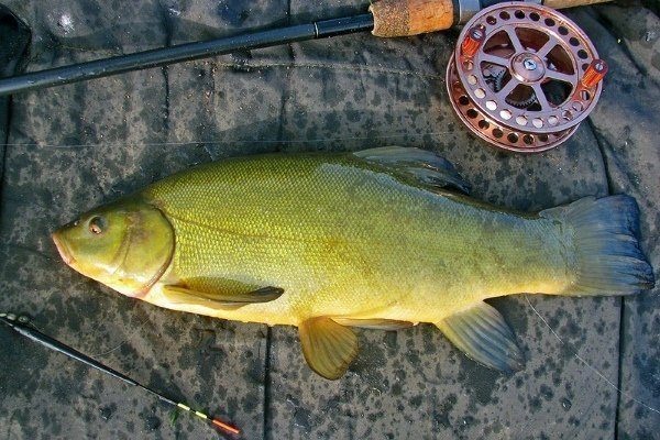 Рыбалка на линя: особенности ловли и тактика