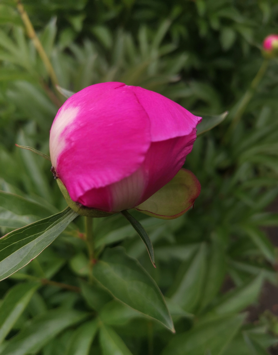 Бутон пиона. 