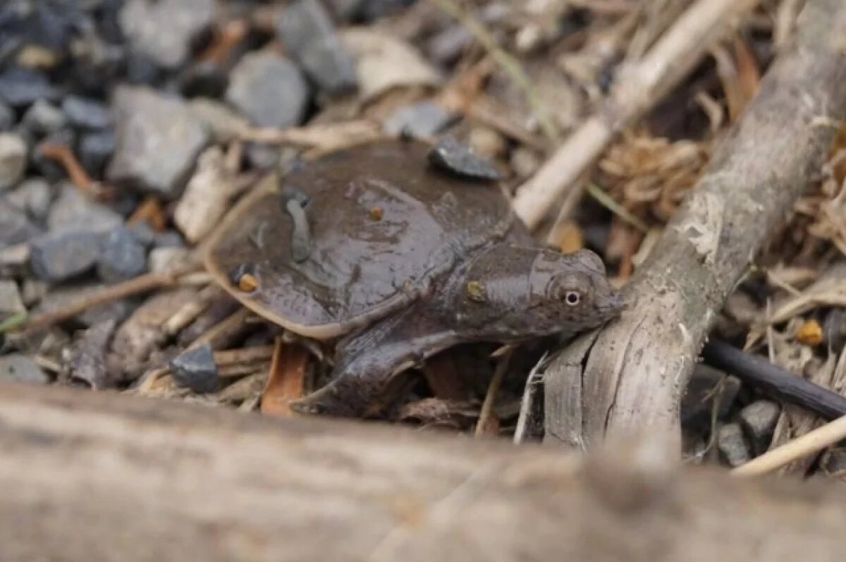    В Хабаровском крае спасли почти вымерших амурских черепашек