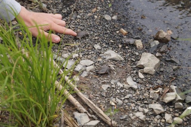    Черепашка Фото: телеграм-канал Наш Хабаровск