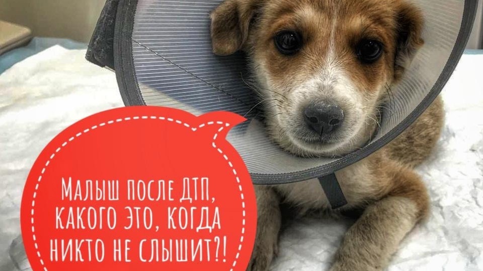 Маленьний НИКОГДА не встанет на лапки!