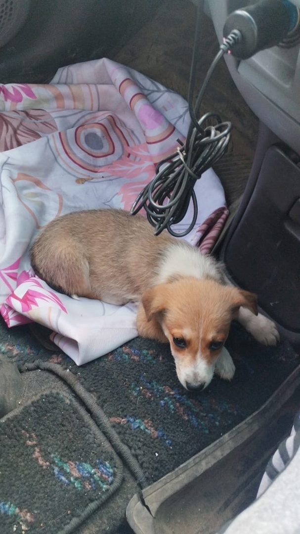 Щенок не сможет ходить и навсегда останется и*нвалидном! Этого нельзя допустить. Анализы