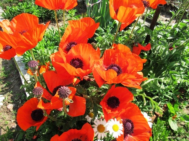 мак декоративный