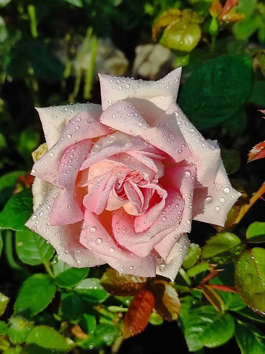 Эмейзинг Грэйс 