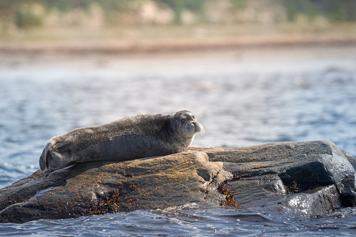 Лахтах или морской заяц