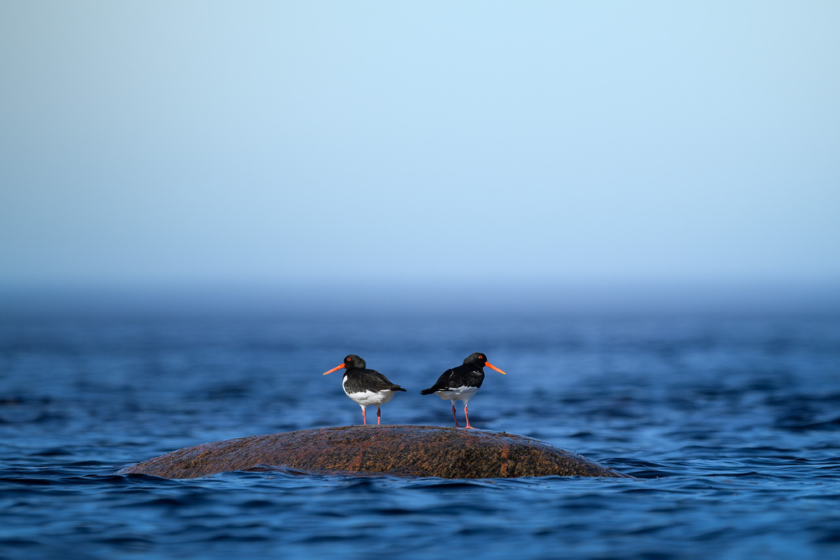 Беломорская синева и кулики-сороки