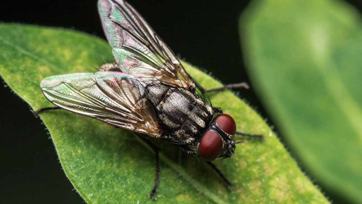     Источник: diki.pl