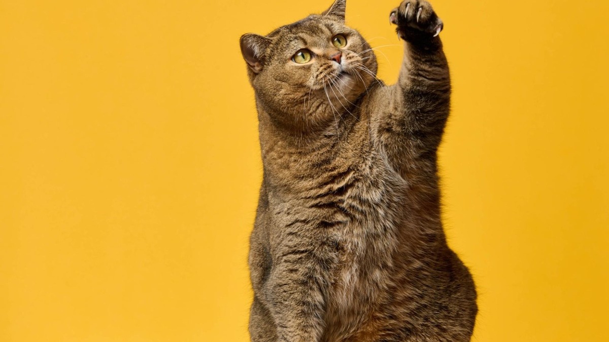    Мягкие подушечки — обманчиво милые. Под ними скрываются серьезные «инструменты».