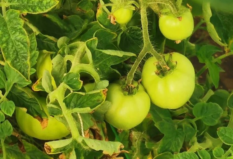    Биоорганические удобрения для приживания триходермы – новое направление в агронауке