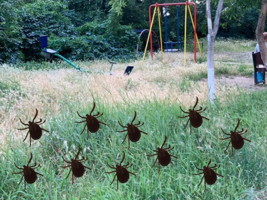 Во множестве районов региона зарегистрированы случаи опасной болезни