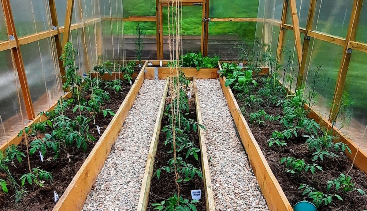 Фото автора. Дорожки в большой теплице.