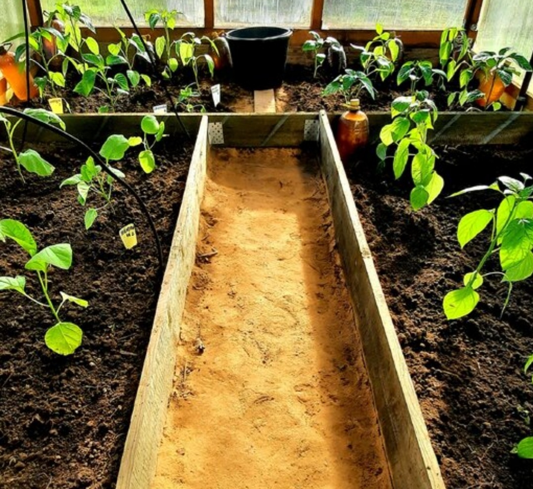 Фото автора. Дорожка из карьерного песка в маленькой теплице.