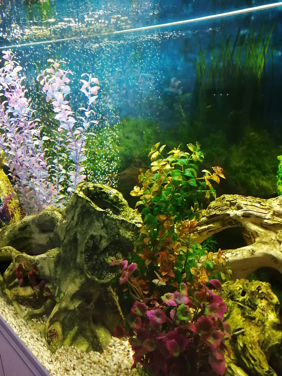 Аквариум в коридоре 