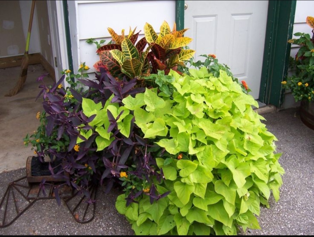 Фото из сети