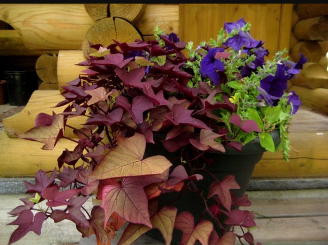 Фото из сети