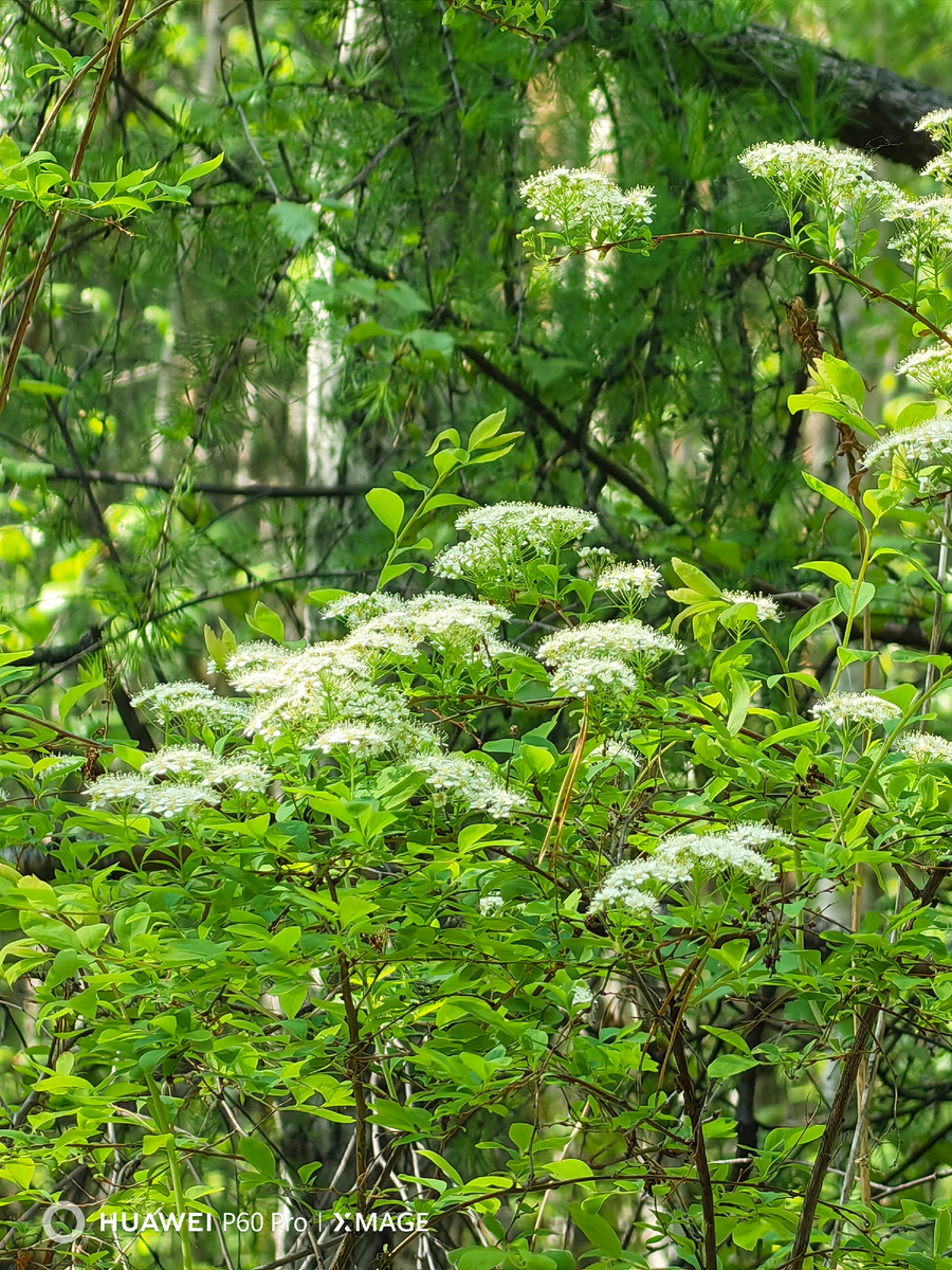 Лесная спирея 