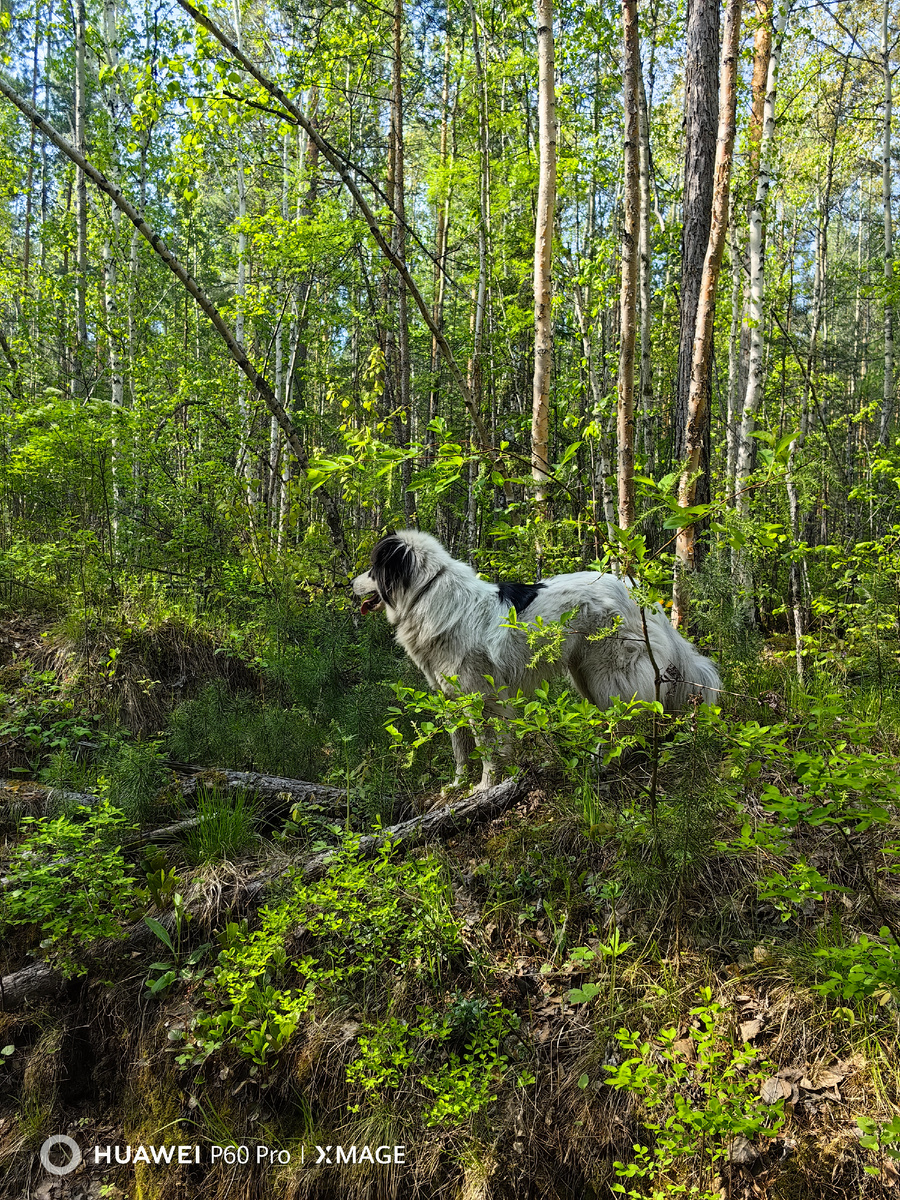 Мишка среди этой зелени