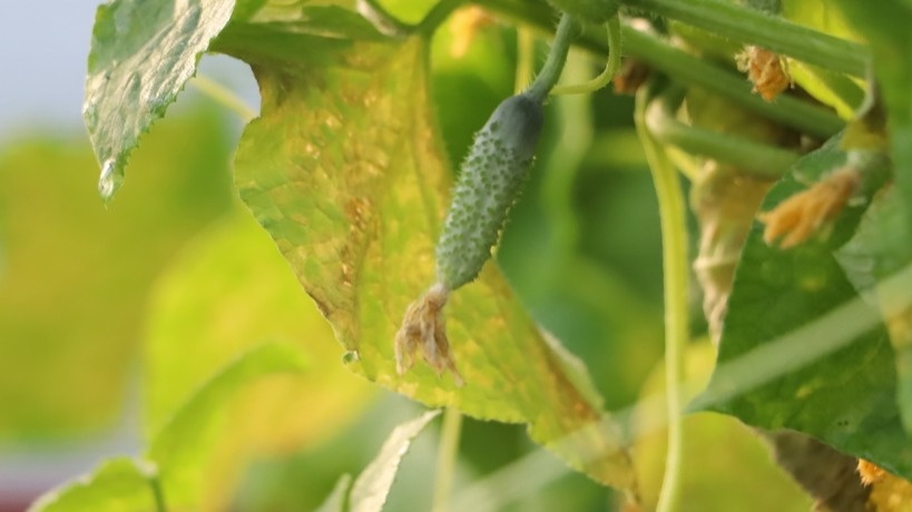 Так выглядят огурцы в середине июня при первых признаках стресса