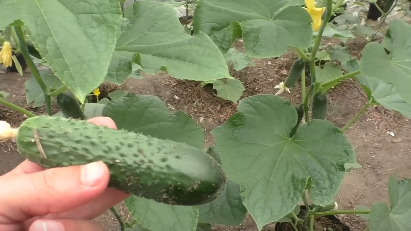 Разница в урожае после правильной формировки поражает даже меня