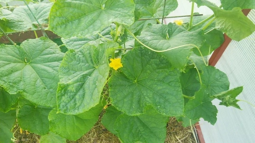 Так выглядели мои огурцы после неправильной обрезки в июне