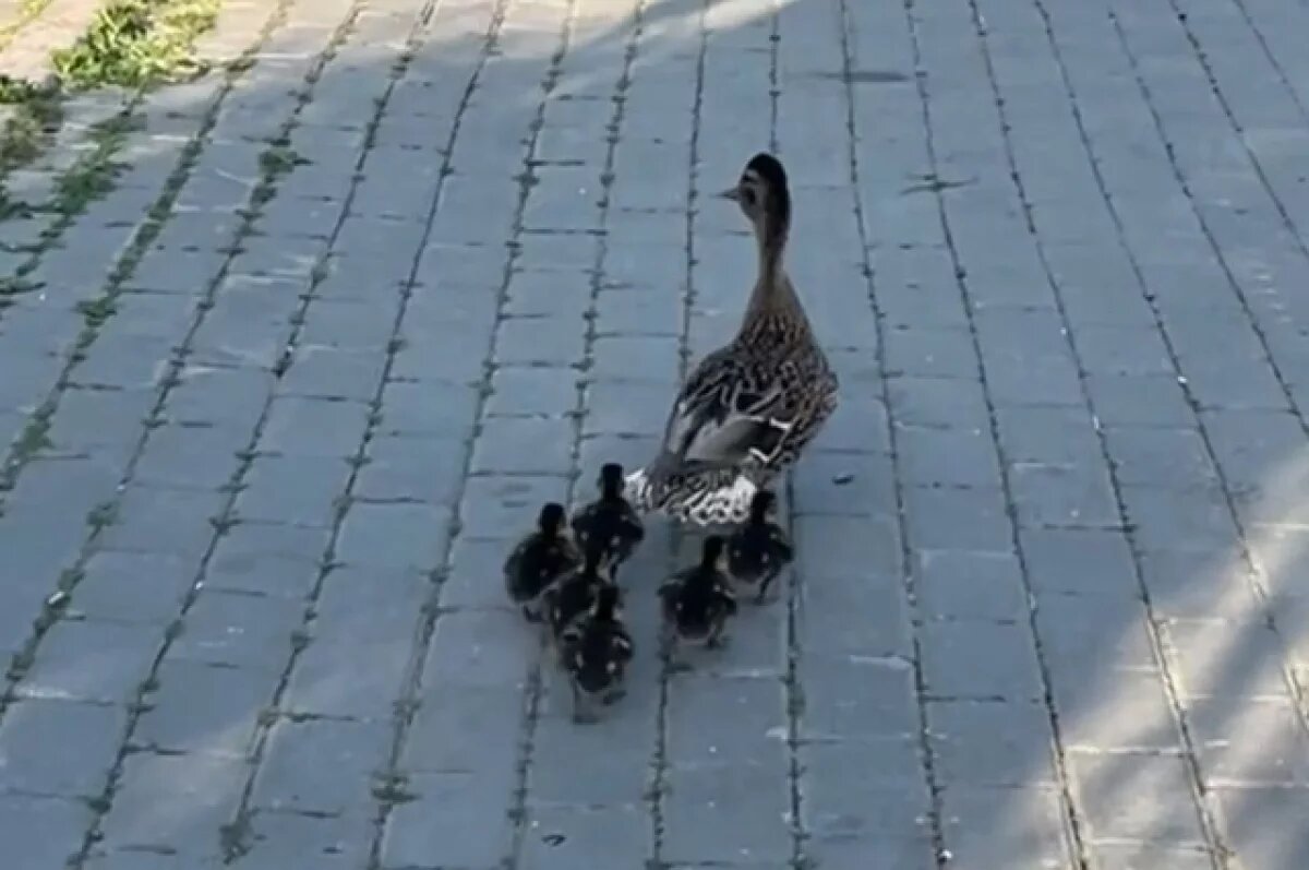    В Челябинске неравнодушные жители помогли утке с птенцами добраться до воды