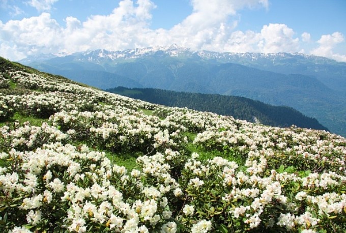    администрация Сочи