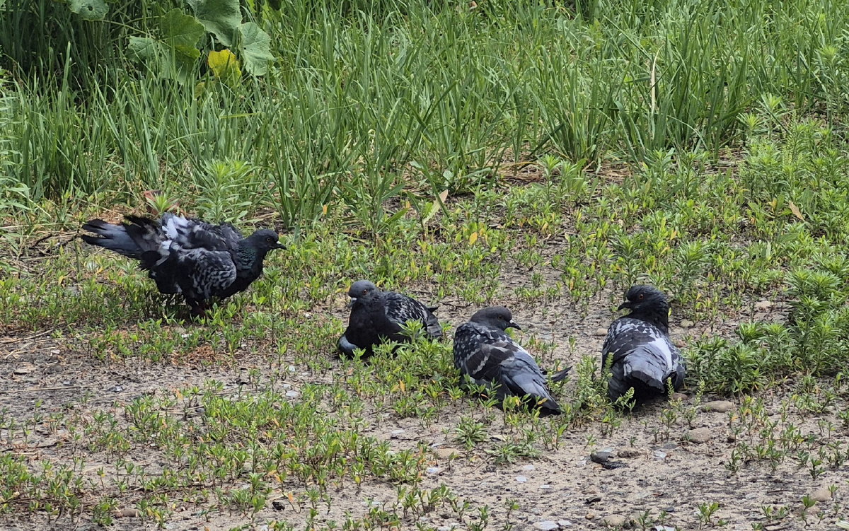 Птицы. Утро