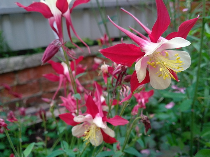 самая долгоцветущая аквилегия «Малиновая звезда»