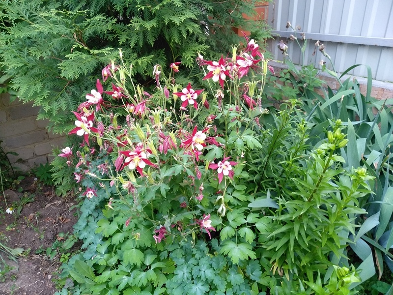 Группа «Малиновой звезды» у туи